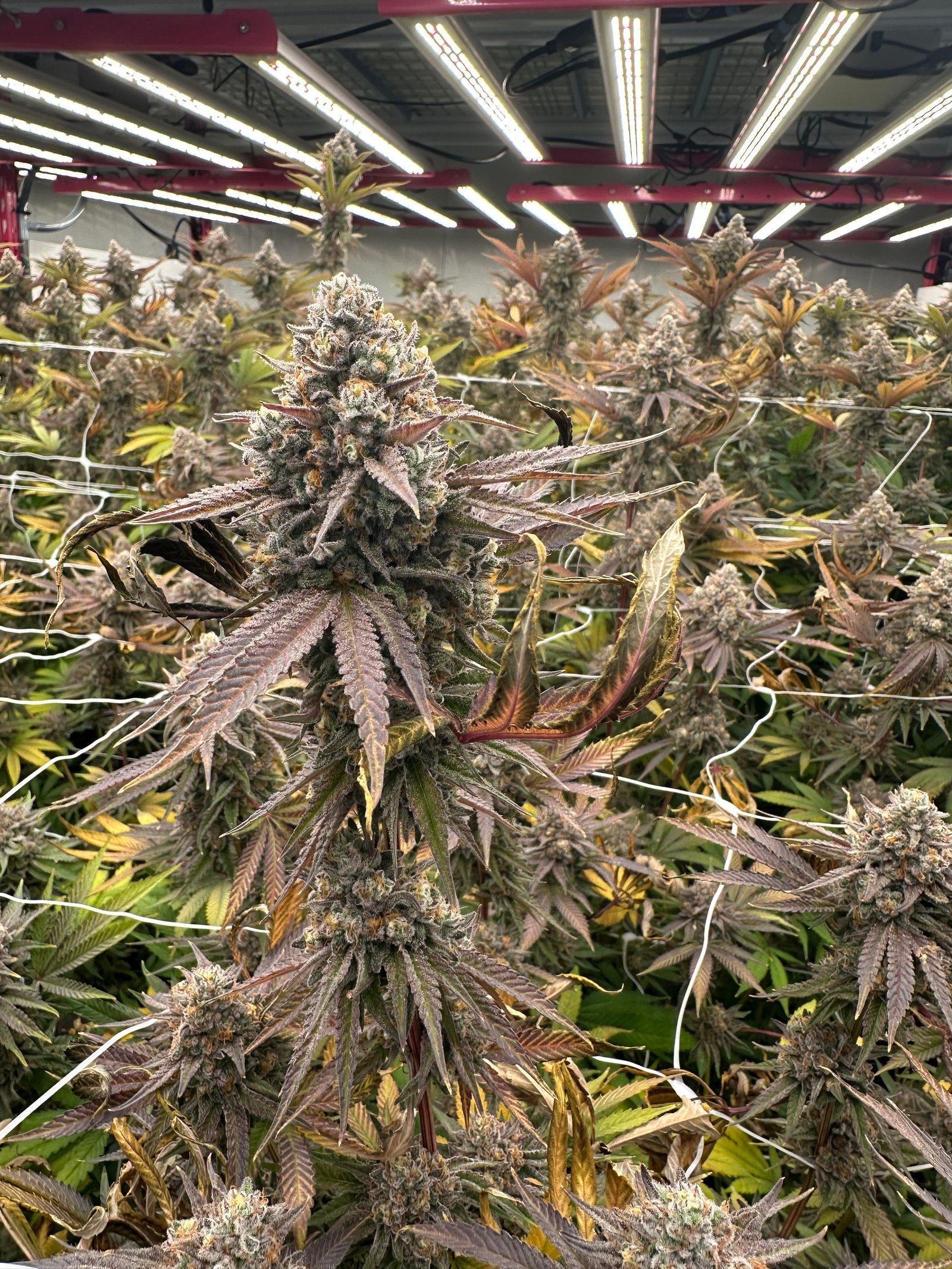 Bud Image 1